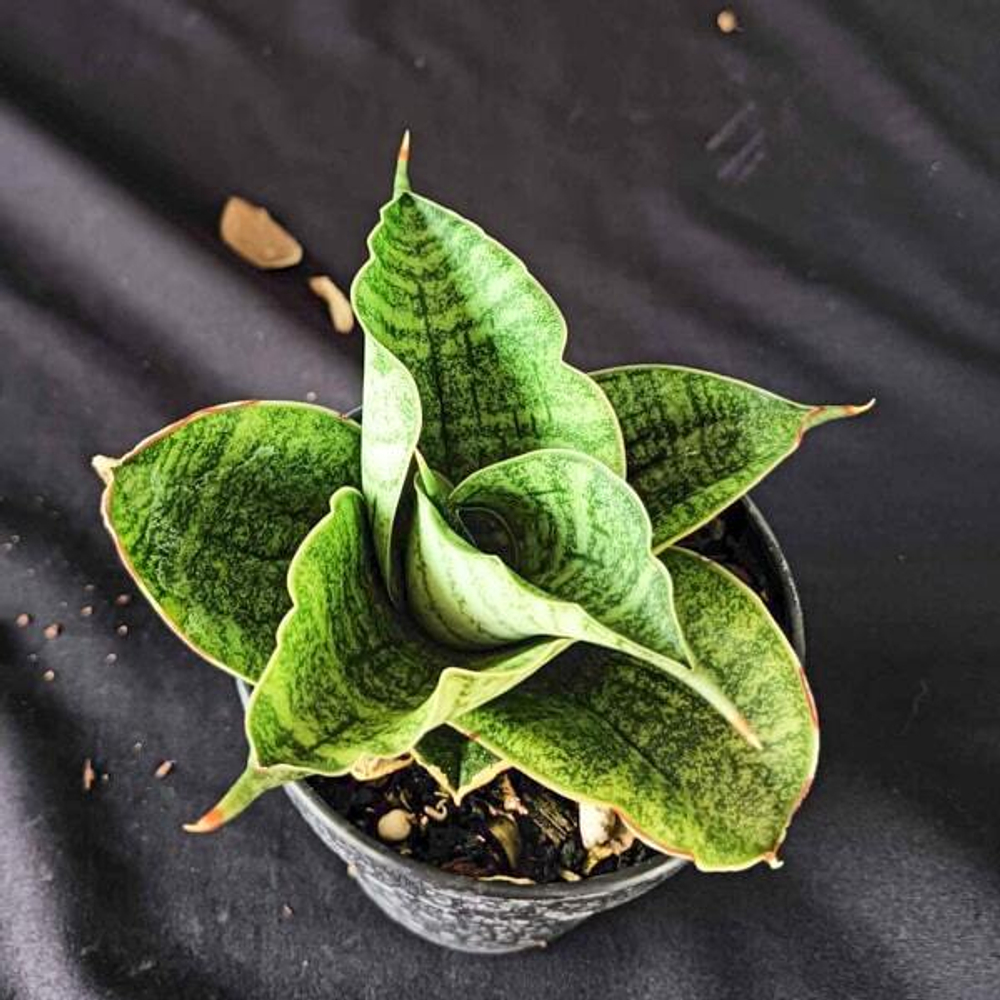 Сансевиерия LION HEART