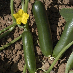 Суперина F1 семена огурца партенокарпического (Hazera / Хазера)