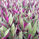 Традесканция покрывальчатая вар – Tradescantia spathacea var