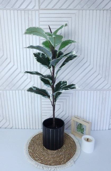 Фикус каучуконосный пестрый / Арт 6142