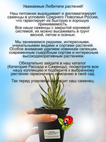 Лаванда вариегатная Платиновая блондинка пёстролистная