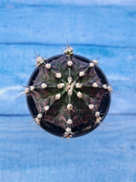 Gymnocalycium T-Rex Pink hybride (Гимнокалициум T-rex)