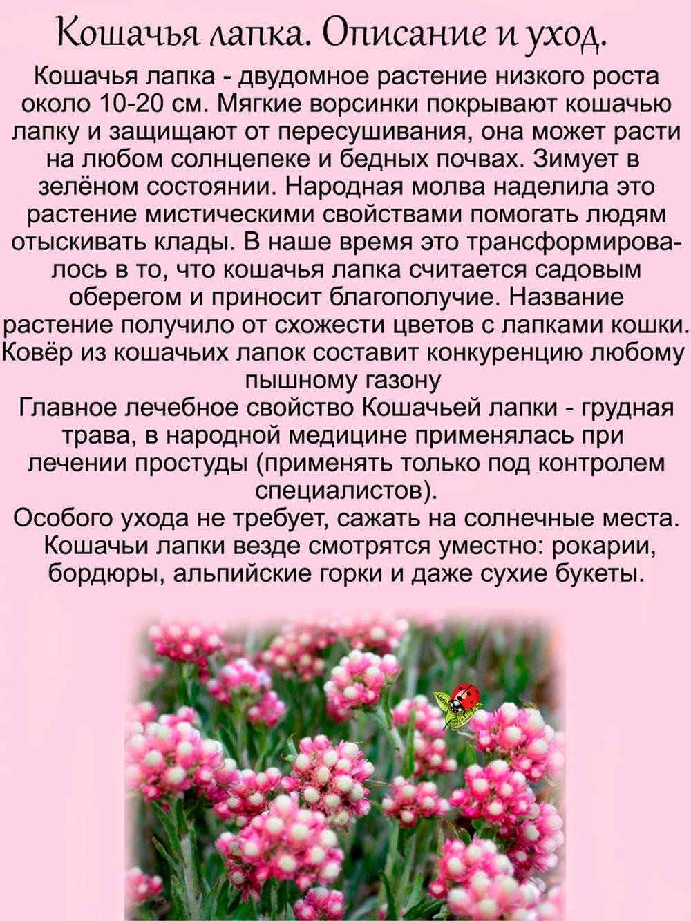 Кошачья лапка Рубра Антеннария многолетняя