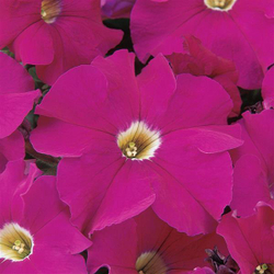 Петуния грандифлора Дримс Неон Роуз (1000др) Витагрин Профи