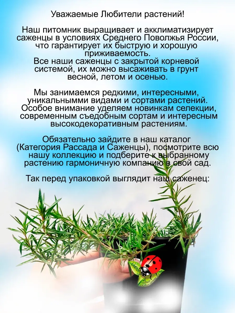 Флокс Скарлет Флейм шиловидный красно малиновый