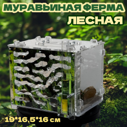 Большая ферма «Лесная» с муравьями в подарок! Натуральный природный декор