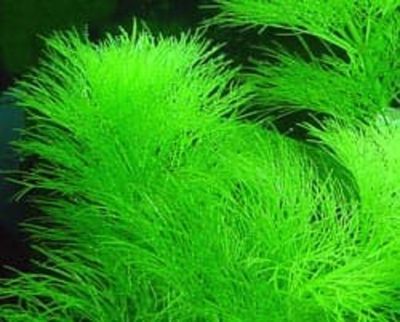 (008)  Лимнофила водная или амбулия (Limnophila aquatica)