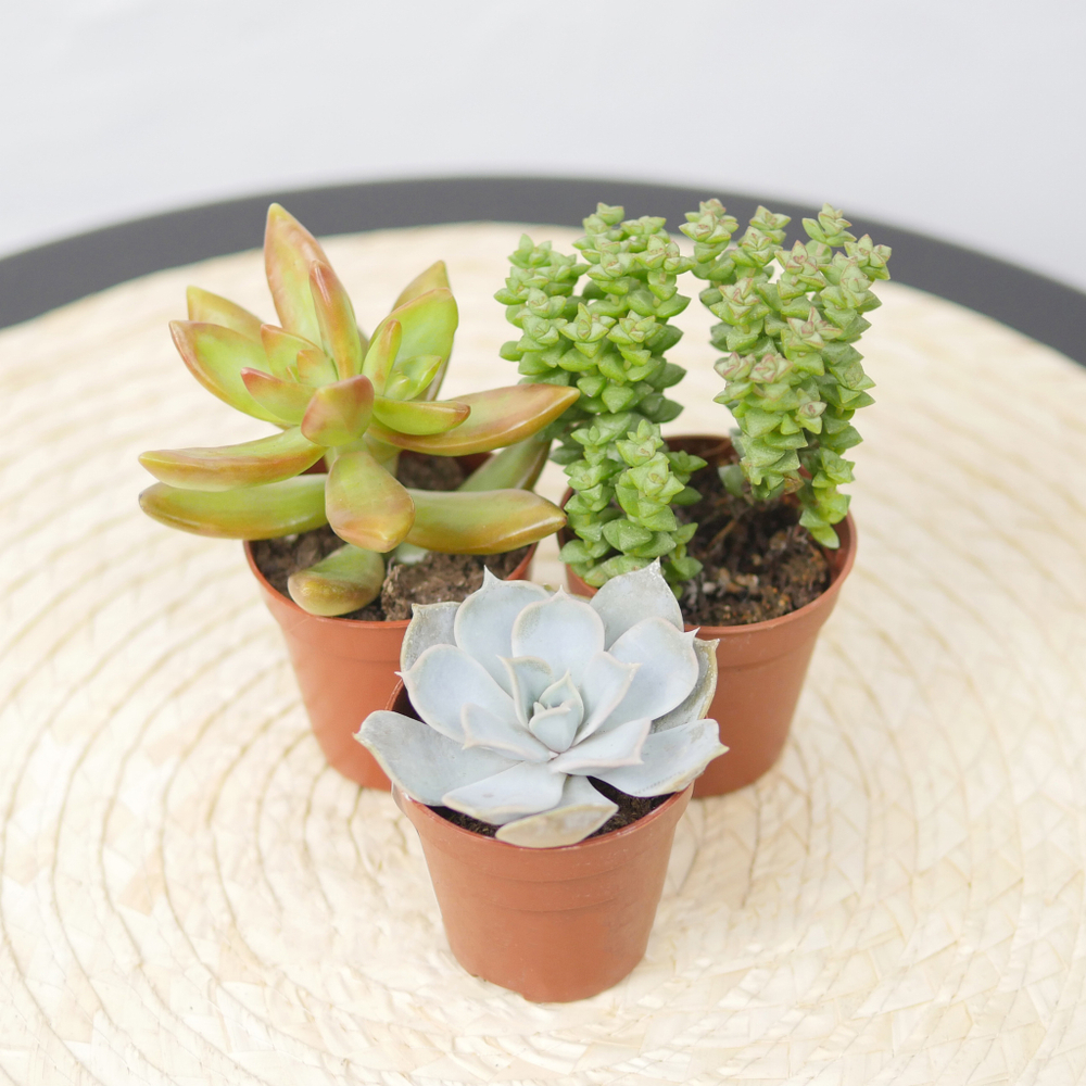 Набор для создания флорариума с суккулентами Икос