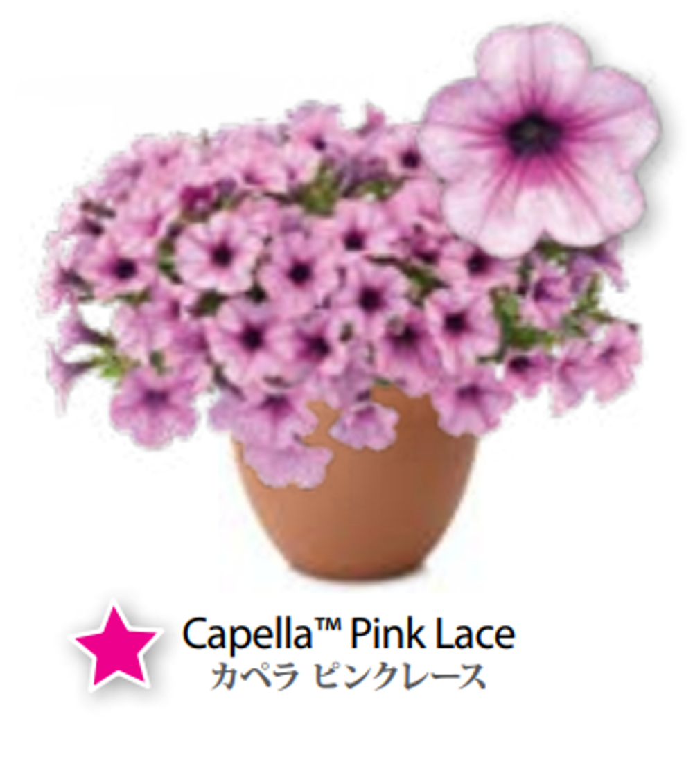 ЕВРО Петуния CAPELLA Pink Lace ЕВРО укорененный черенок СЕРЕДИНА НОЯБРЯ поставка 1