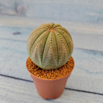 Euphoria Obesa (Эуфорбия)