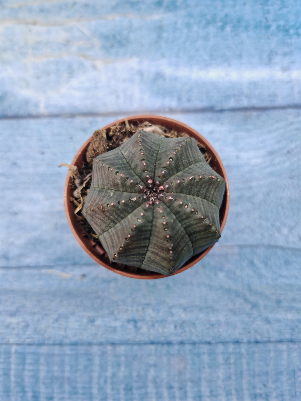 Euphoria Obesa (Эуфорбия)