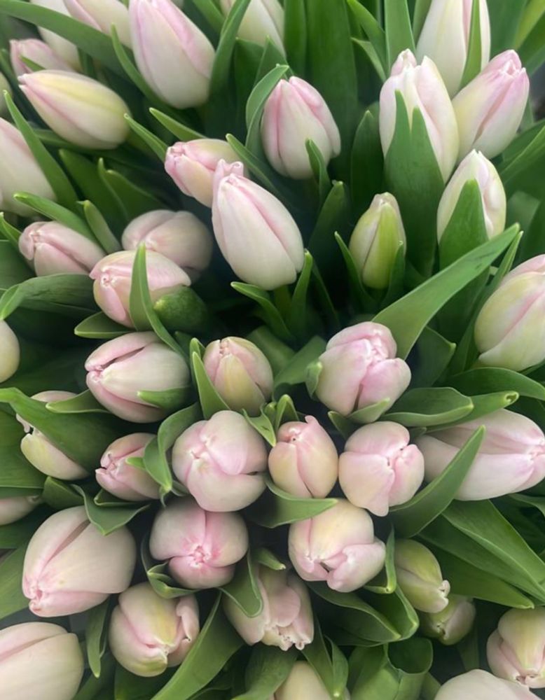 Банч 100 тюльпанов светло-розовых