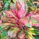 Кордилина NGO THOT – CHAO NGO 2