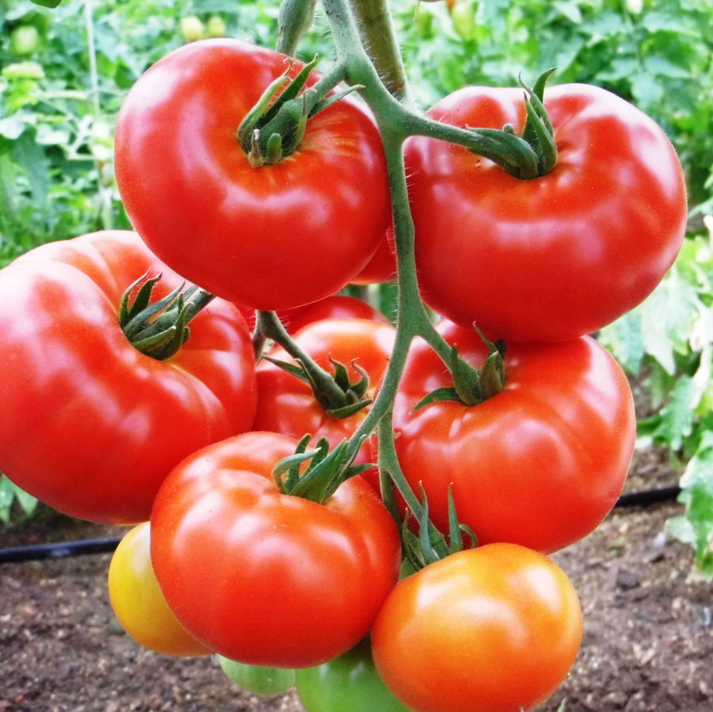 Томат Купец F1 12шт Партнер