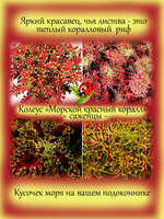 Колеус Морской красный коралл