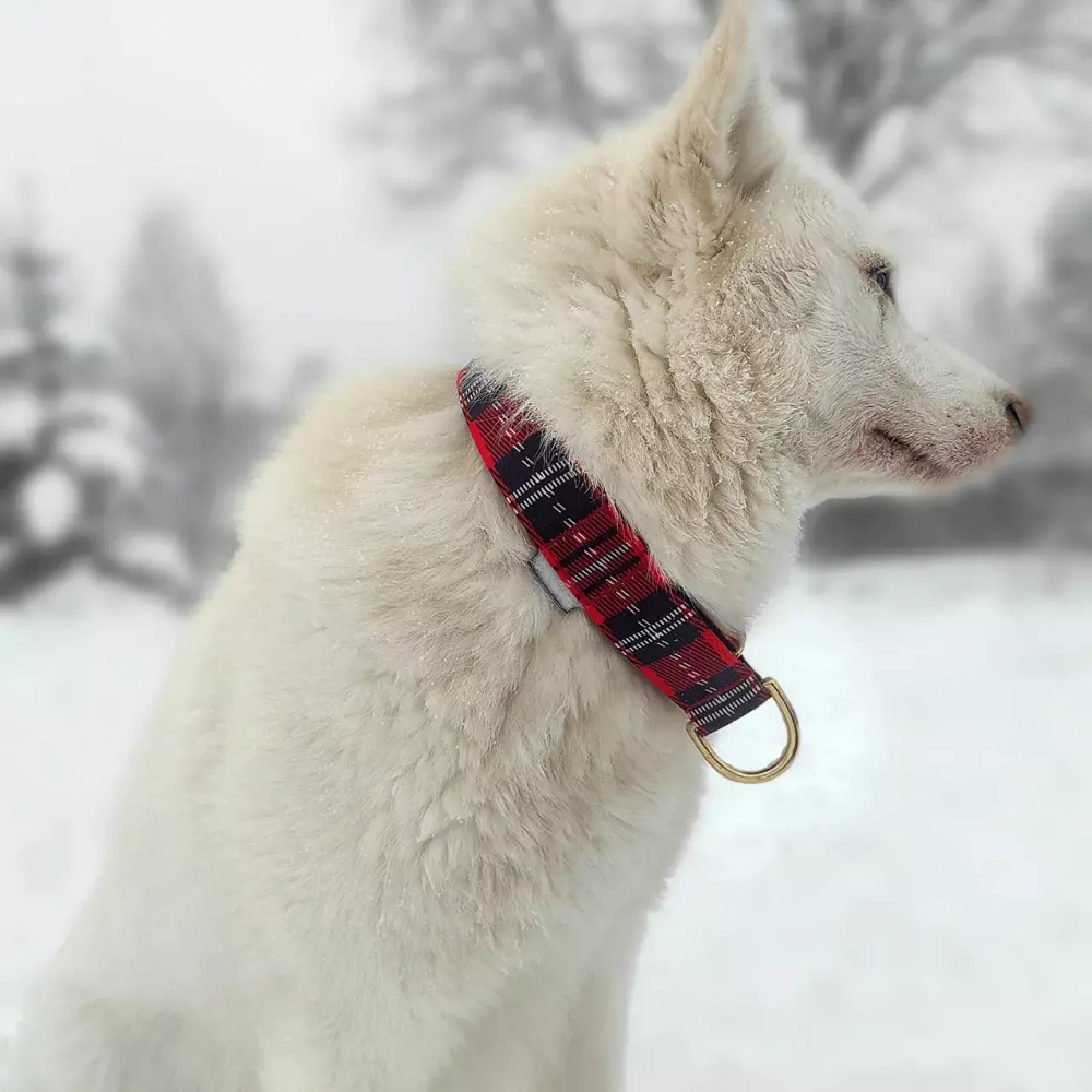 дизайнерский ошейник с принтом шотландка