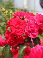 Роза флорибунда Ротилия