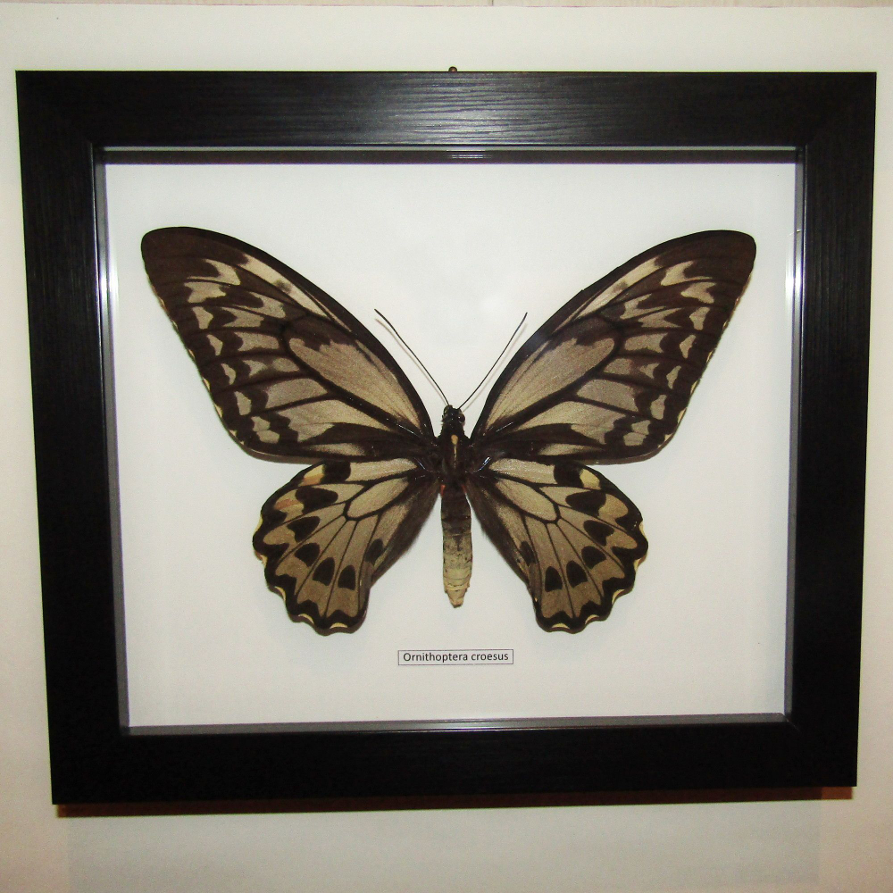 Бабочка Ornithoptera croesus самка в рамке