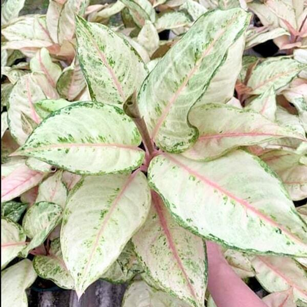 Аглаонема FROZEN