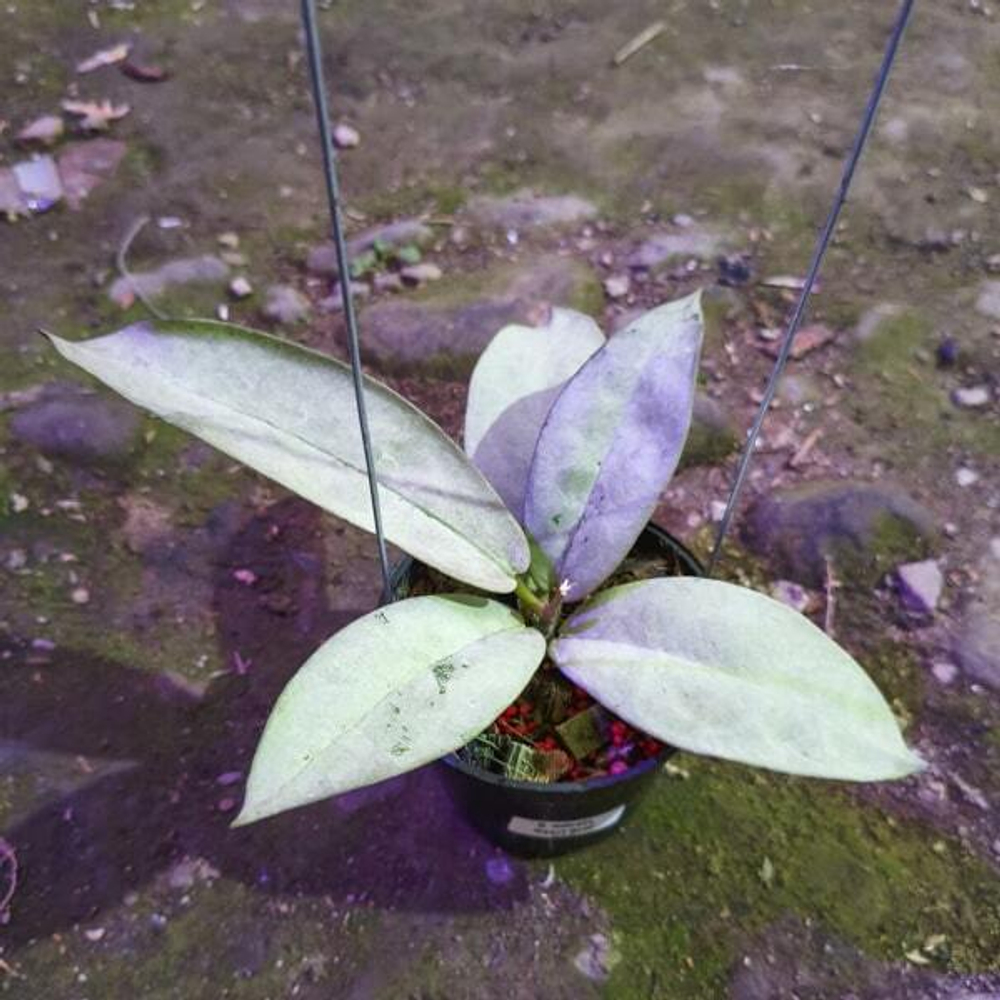 Хойя MITRATA PEARL GOLD