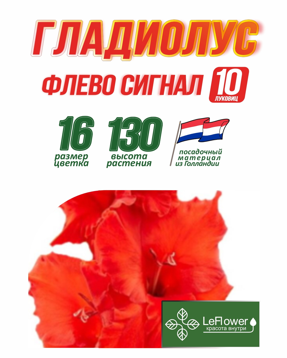 Гладиолус Луковица, Флево Сигнал, 10 шт