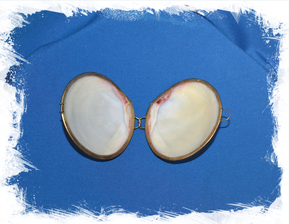 Шкатулка из ракушки Кодакии Тигерины