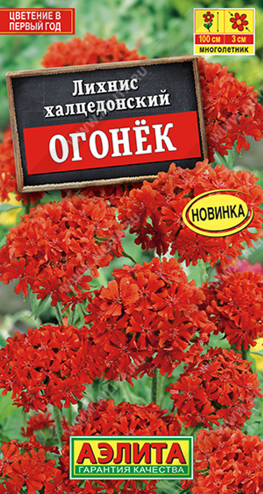 Лихнис халцедонский Огонек
