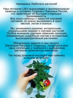 Хедера Чикаго плющ вечнозелёный