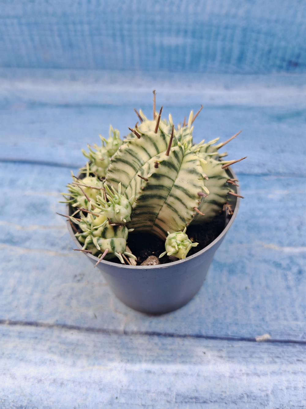 Euphorbia meloformis f. Variegated (Эуфорбия вариегатная)