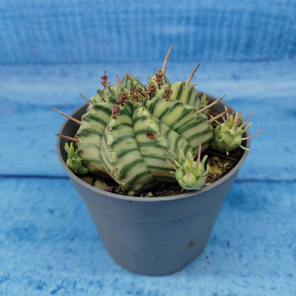 Euphorbia meloformis f. Variegated (Эуфорбия вариегатная)