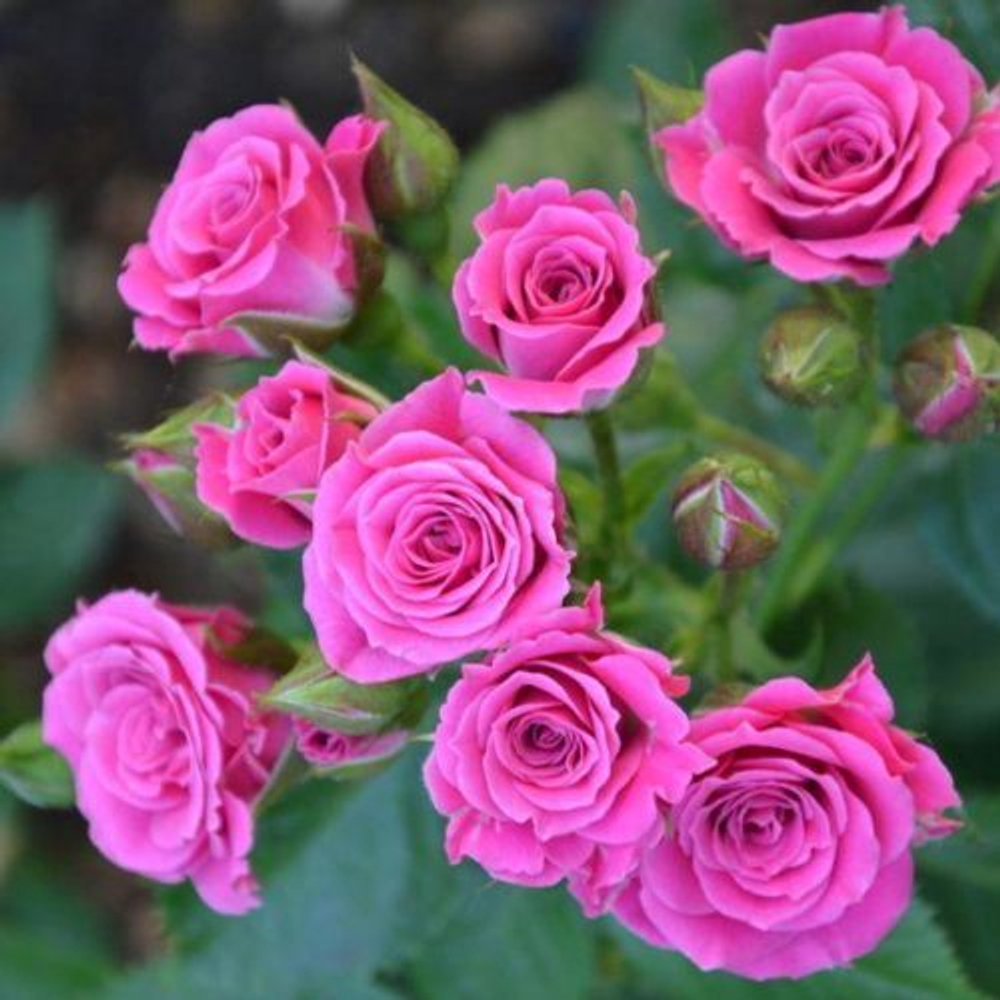 Роза Пинк Дайменшес (спрей) розовая