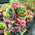 Кротон SEDTHEE KHLONG MAI