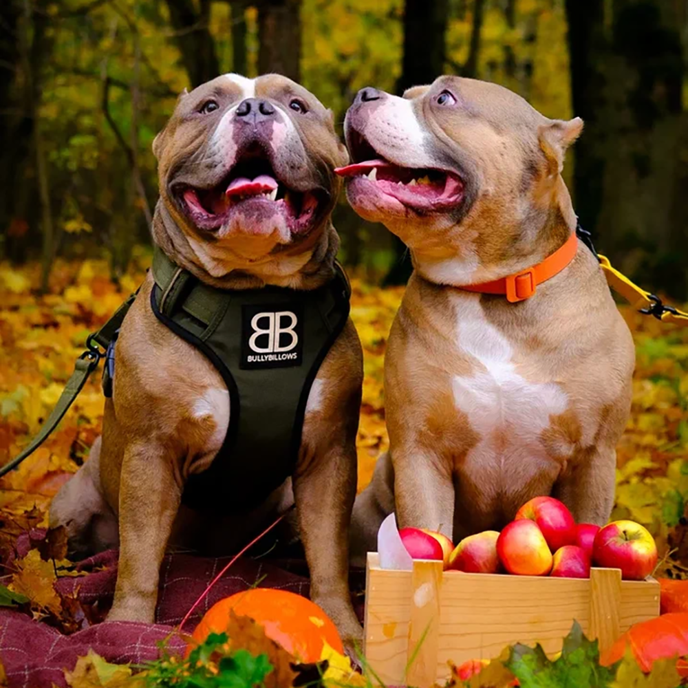 Шлейка Premium Dog Harness v2.0 BullyBillows