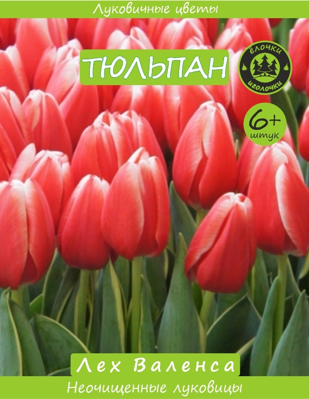 Тюльпан Луковица, Лех Валенса, 6+ шт