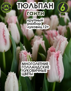 Тюльпан луковичные цветы, гаити 6 шт, разбор 12+