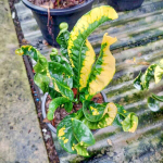 Кротон CHANWAT