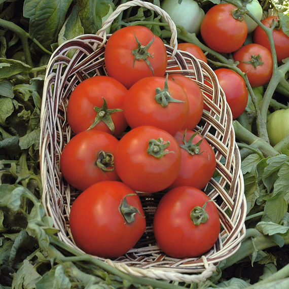 Полбиг F1 семена томата детерминантного (Bejo / Бейо) урожай – фото 2