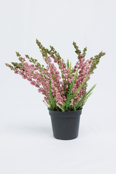 Вереск в кашпо 18 см