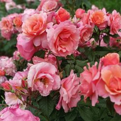 Жардан Де Нонэр (Jardins Des Noneres)