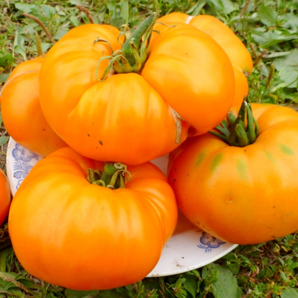 Помидоры КВХ - Kellogg's Breakfast Cross