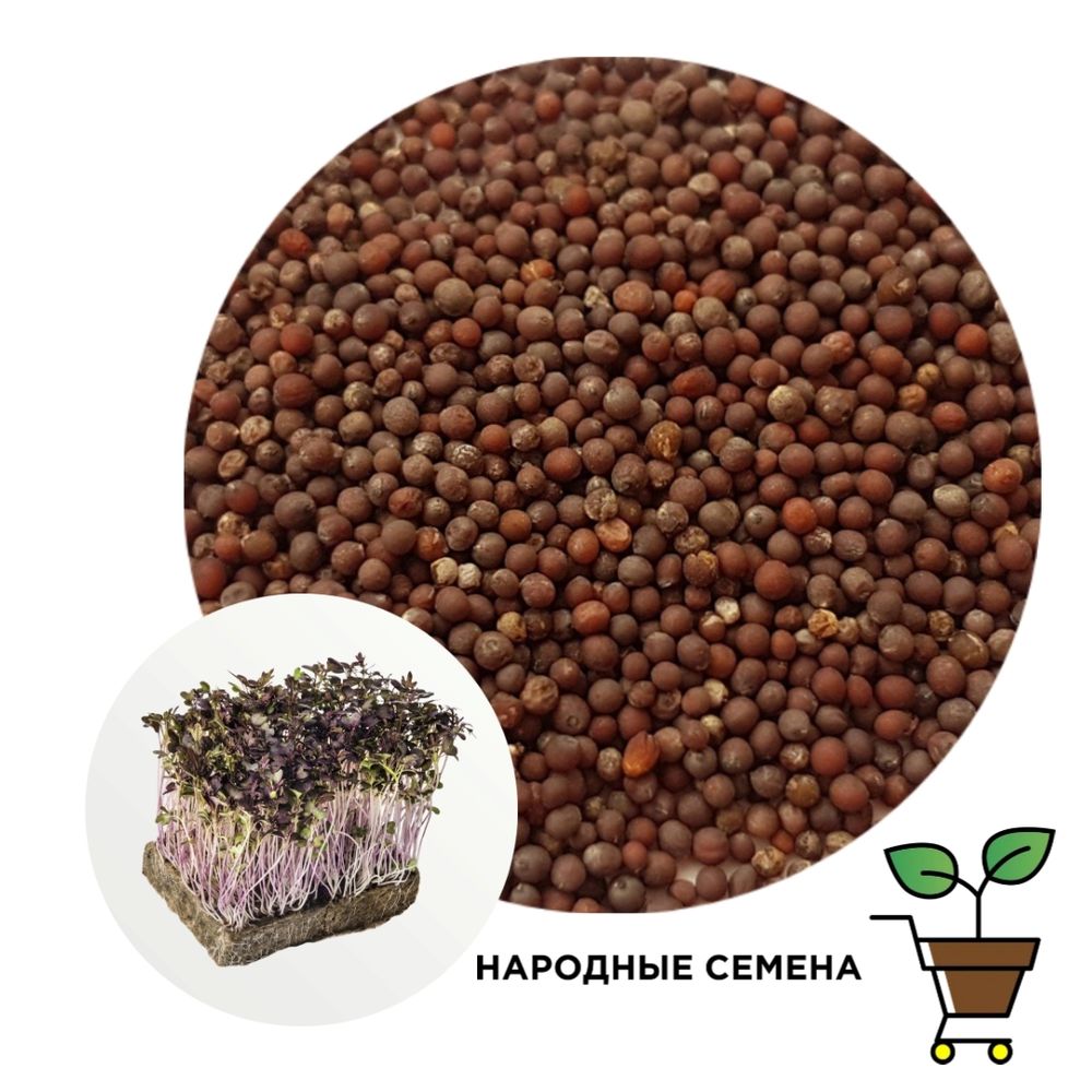 Горчица красная семена
