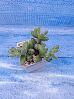 Delosperma Echinatum (Делосперма)