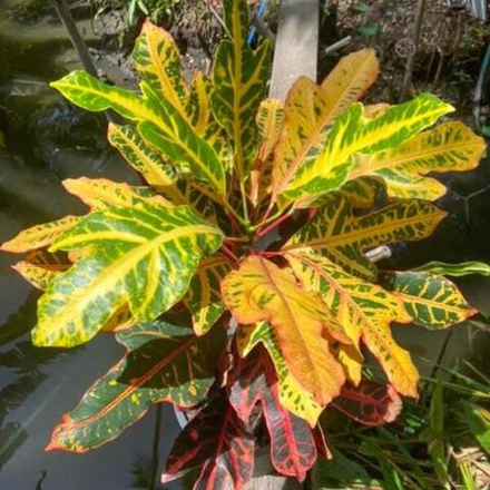 Кротон TRI PHET