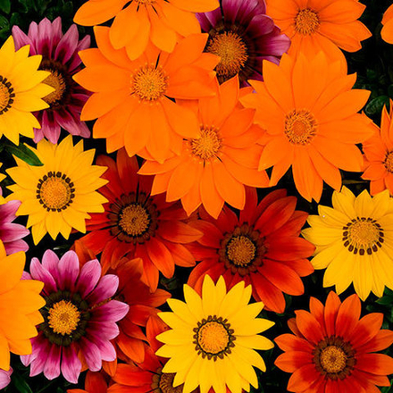 Семена цветов Газания Нью Дэй Брайт Микс, PanAmerican Seed, 10 шт.