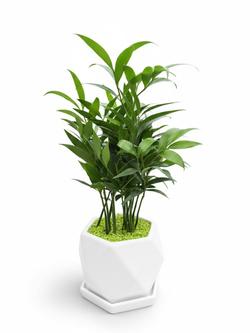 Пахира керамический горшок д. 12