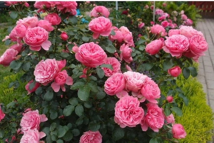 Роза Леонардо да Винчи (Leonardo da Vinci)