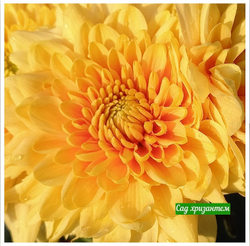 Хризантема одноголовая Champagne orange 🌼 о.47