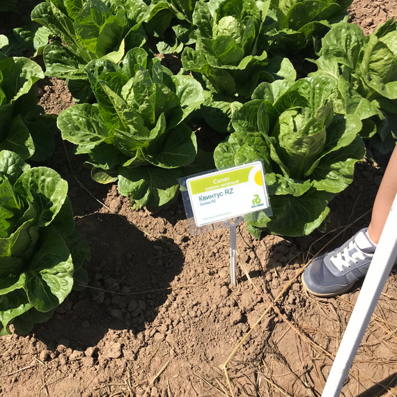 Квинтус семена салата ромэн (Rijk Zwaan /ALEXAGRO) культура – фото 7