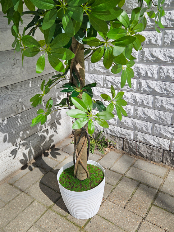 Шеффлера 170см в кашпо