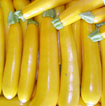 Ясмин F1 семена кабачка (Sakata / Саката)